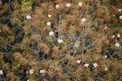 Dracophyllum recurvum
