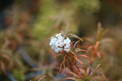 Dracophyllum recurvum