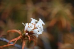 Dracophyllum recurvum