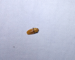 Monecphora cingulata
