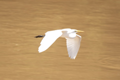 Ardea alba