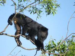 Alouatta caraya