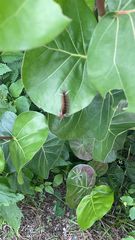Halysidota cinctipes