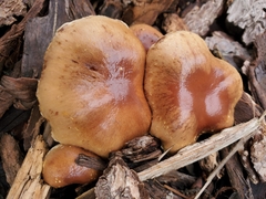 Pholiota spumosa
