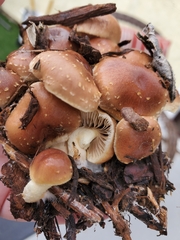 Pholiota spumosa