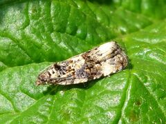 Endothenia oblongana
