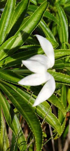 Sclerotheca raiateensis observed 2021-08-05