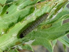 Agonopterix cnicella