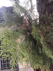Chamaecyparis lawsoniana
