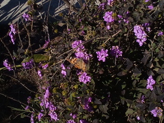 Vanessa cardui