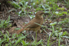 Furnarius rufus