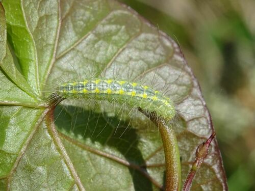 Baltasis pirštasparnis nuotrauka