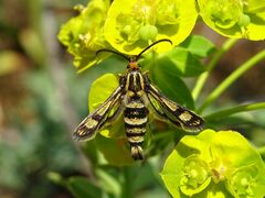 Chamaesphecia tenthrediniformis