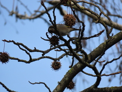Carduelis carduelis