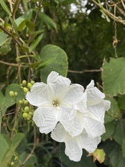 Ipomoea saopaulista