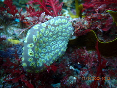Botrylloides perspicuus