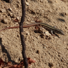 Aspidoscelis maximus