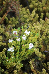 Pimelea buxifolia