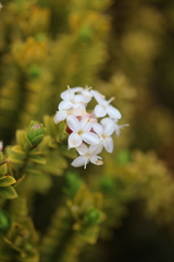 Pimelea buxifolia