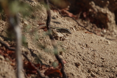 Aspidoscelis maximus