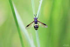 Chrysotoxum bicinctum