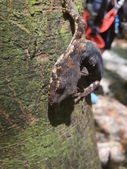 Mokopirirakau granulatus