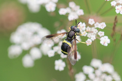 Chrysotoxum bicinctum