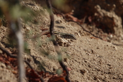 Aspidoscelis maximus