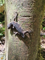 Mokopirirakau granulatus