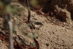 Aspidoscelis maximus