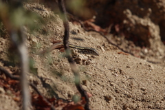 Aspidoscelis maximus