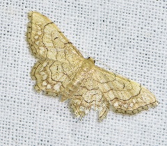 Idaea moniliata