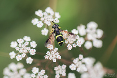 Chrysotoxum bicinctum