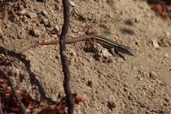 Aspidoscelis maximus