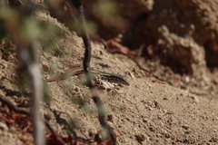 Aspidoscelis maximus