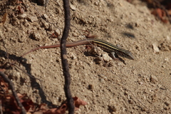 Aspidoscelis maximus