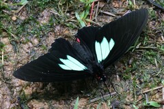 Parides sesostris