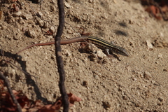 Aspidoscelis maximus