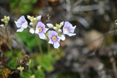Veronica hookeriana