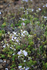 Veronica hookeriana