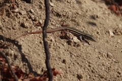 Aspidoscelis maximus