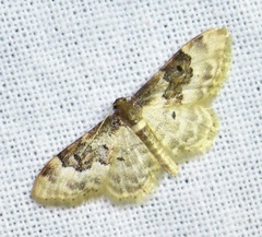 Idaea rusticata