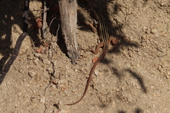 Aspidoscelis maximus