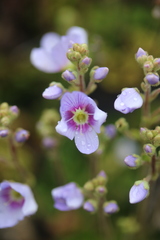 Veronica hookeriana