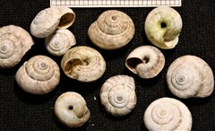 Xeroplexa intersecta