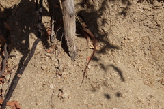 Aspidoscelis maximus