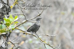 Turdus torquatus