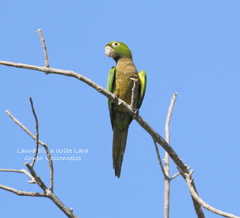 Eupsittula nana
