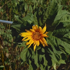 Tithonia