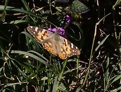 Vanessa cardui